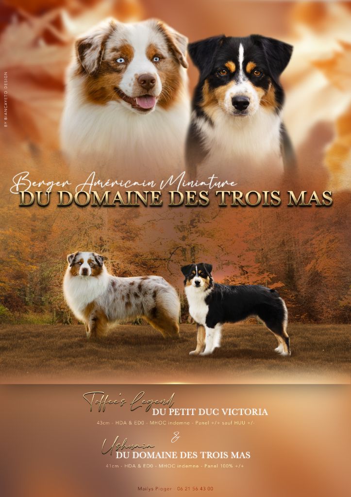 chiot Berger Américain Miniature  du Domaine des Trois Mas