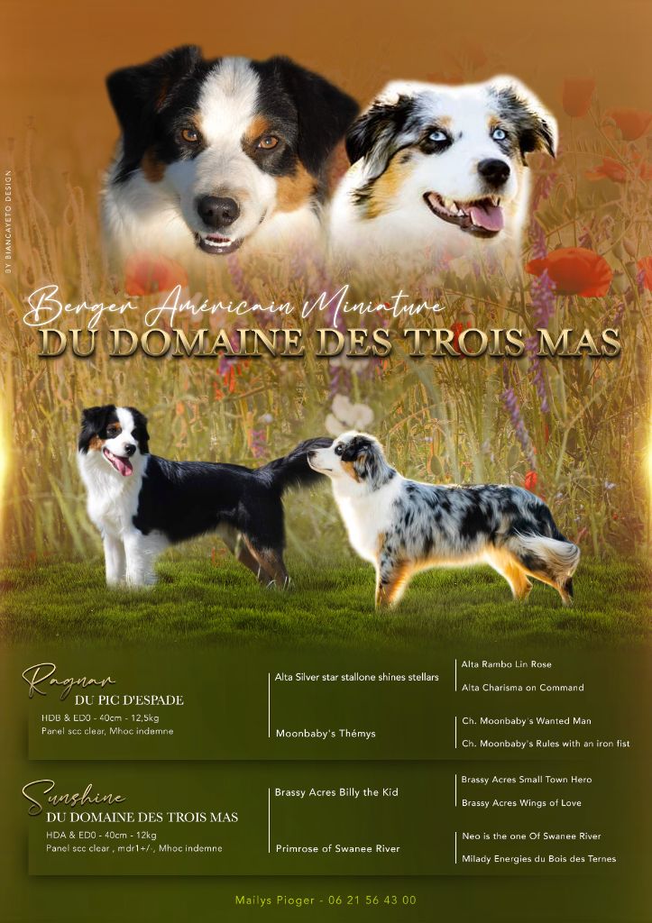 chiot Berger Américain Miniature  du Domaine des Trois Mas