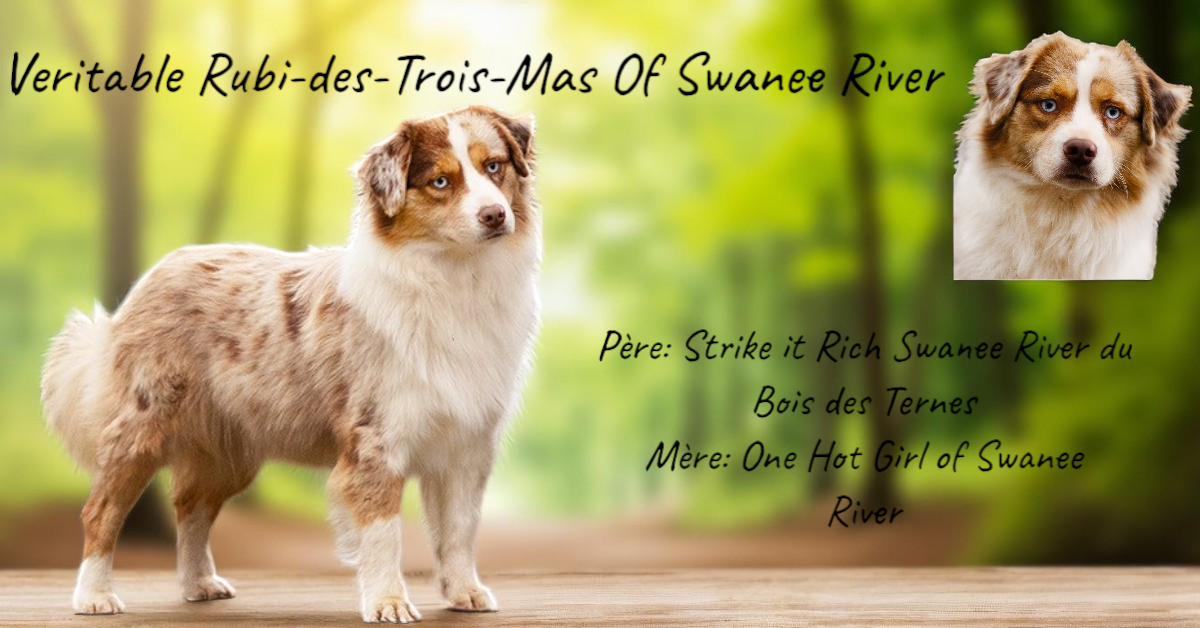 Veritable rubi-des-trois-mas Of Swanee River