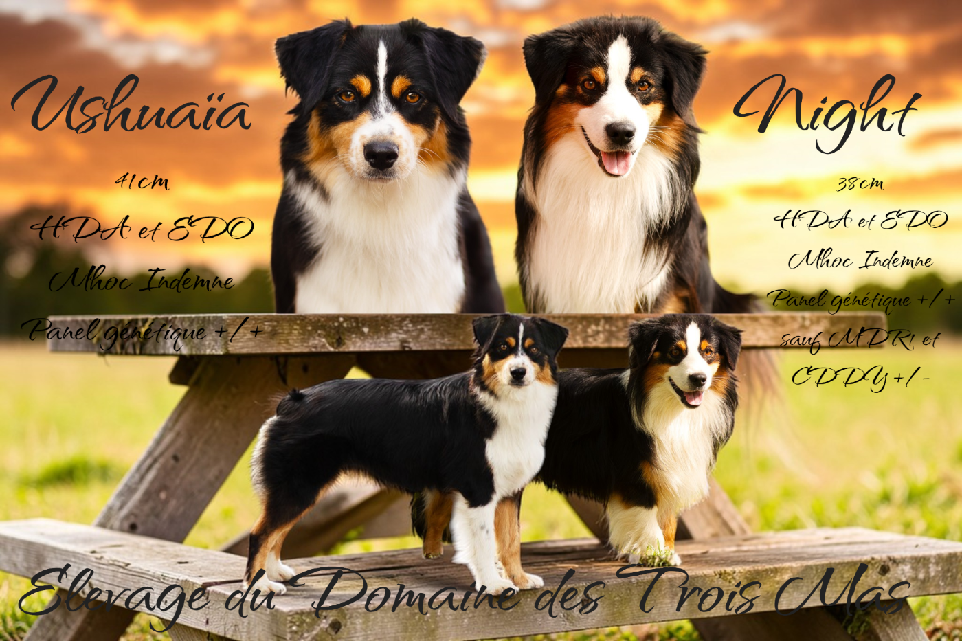 Ushuaïa et Night vont avoir des bébés vers fin mars 2026