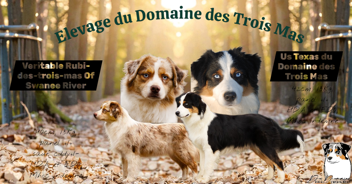 Des chiots pour cet été