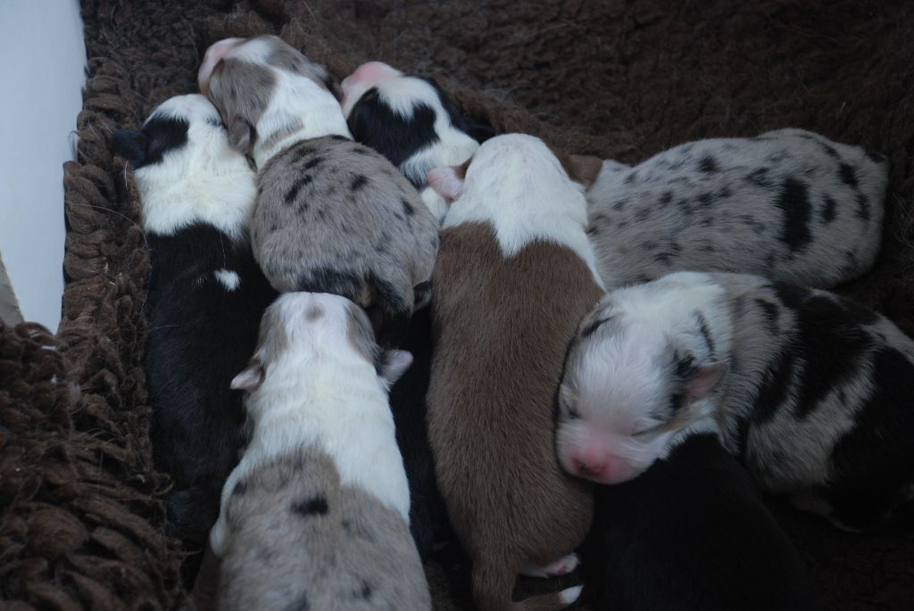 Des chiots sont nés ce 18 juillet 2024