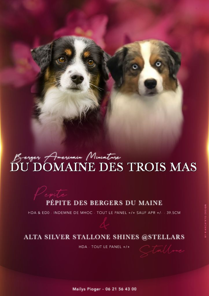 du Domaine des Trois Mas - Mariage Pépite/Stallone