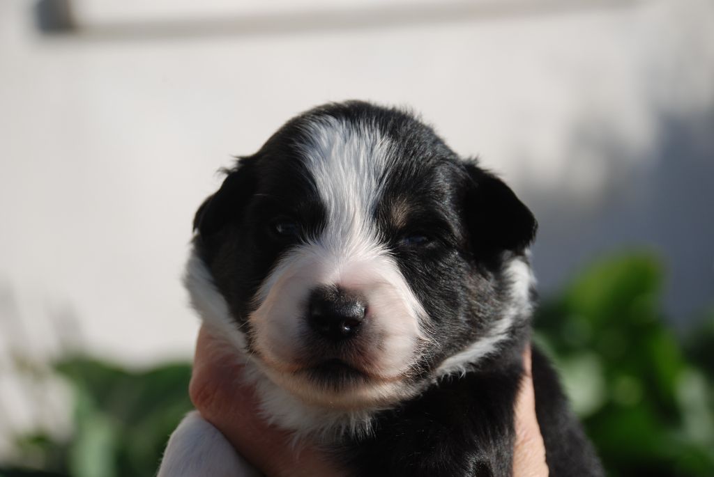 du Domaine des Trois Mas - Chiots disponibles - Berger Américain Miniature 