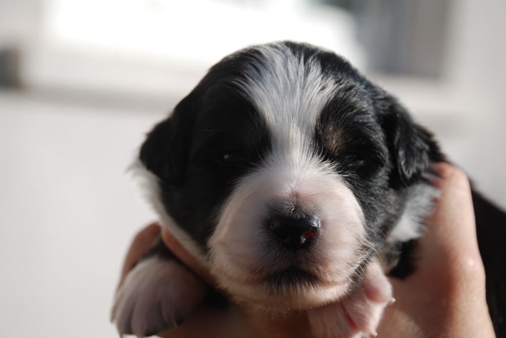 du Domaine des Trois Mas - Chiots disponibles - Berger Américain Miniature 