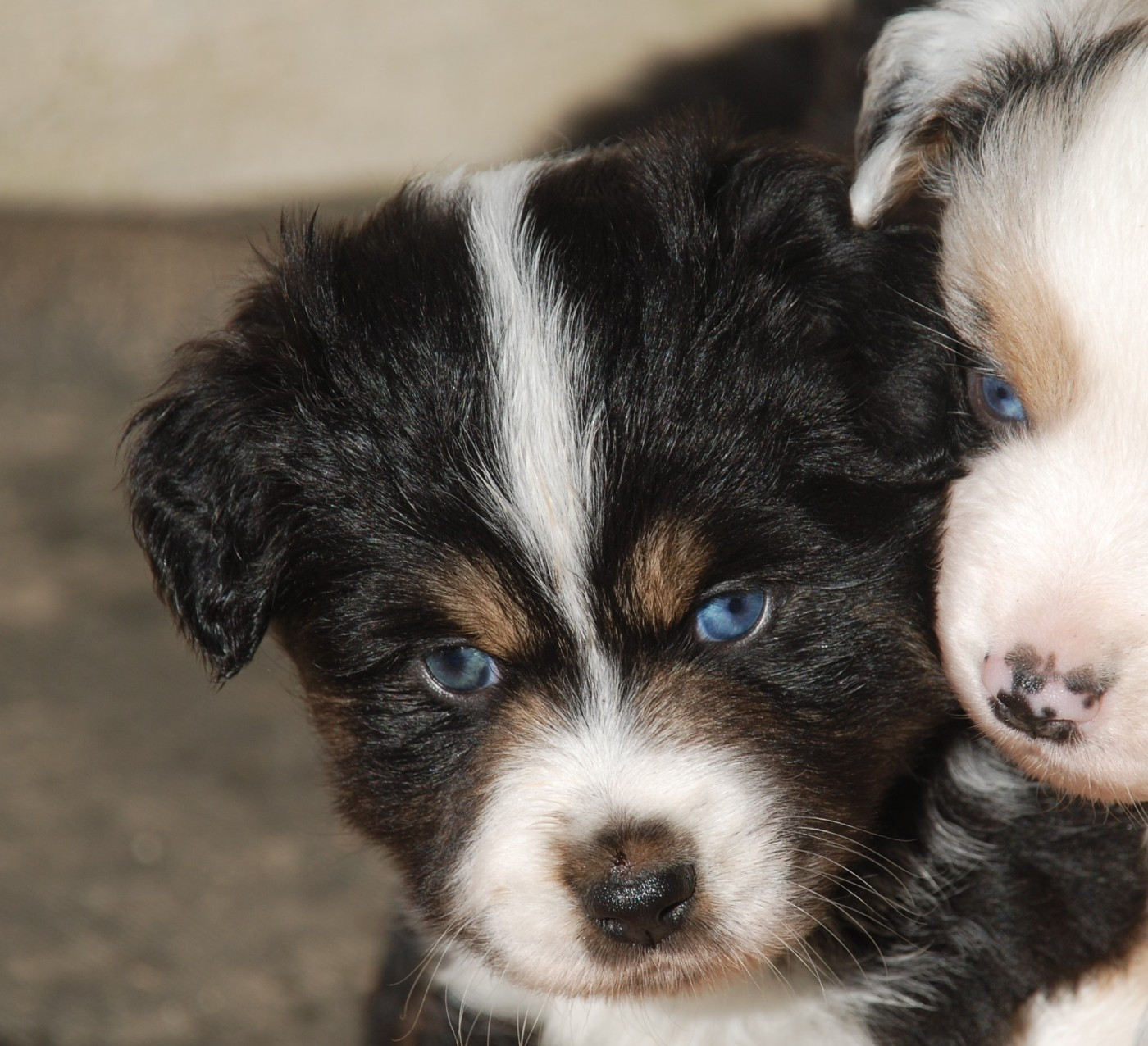 du Domaine des Trois Mas - Berger Américain Miniature  - Portée née le 07/10/2025