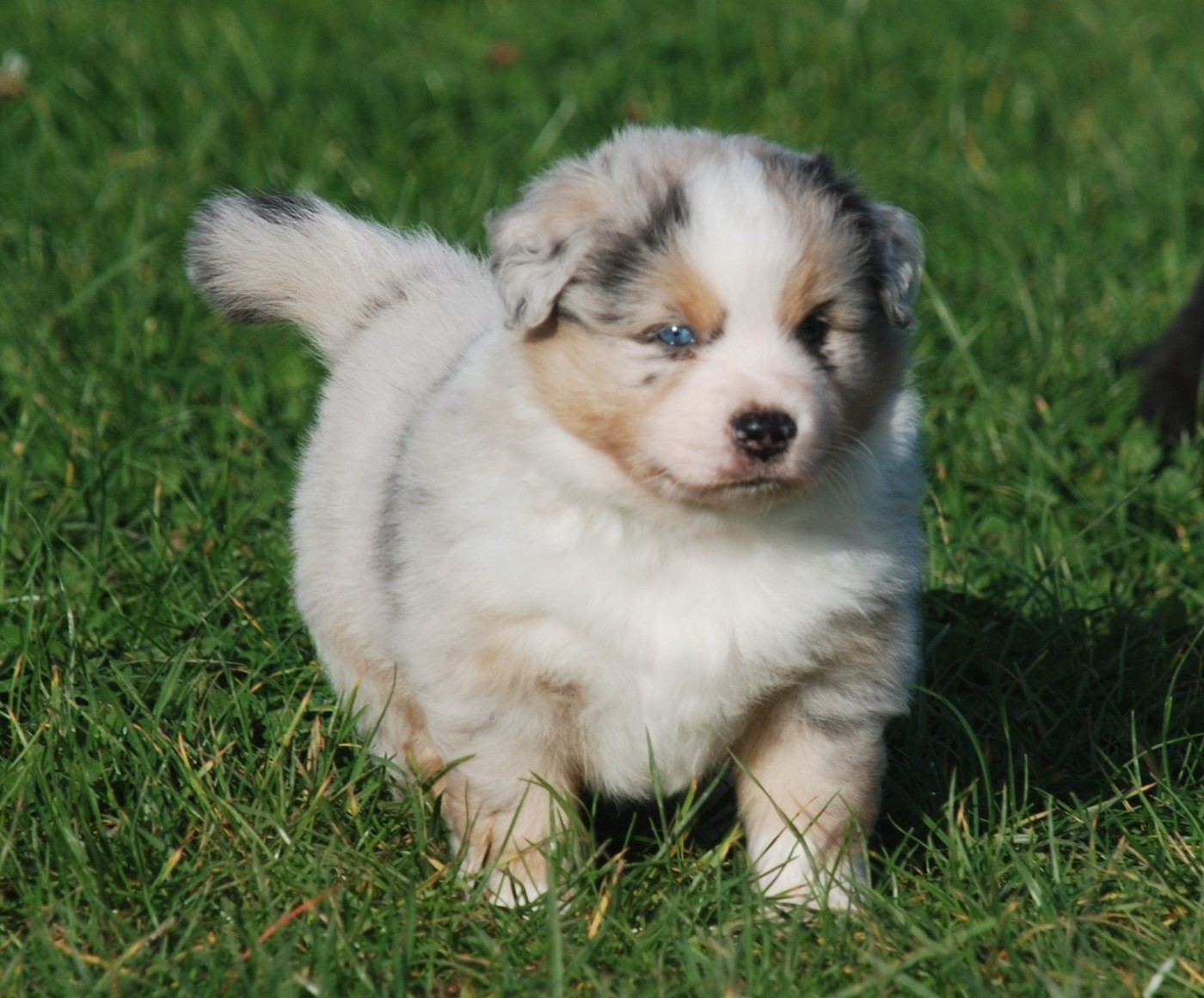 du Domaine des Trois Mas - Berger Américain Miniature  - Portée née le 07/10/2025