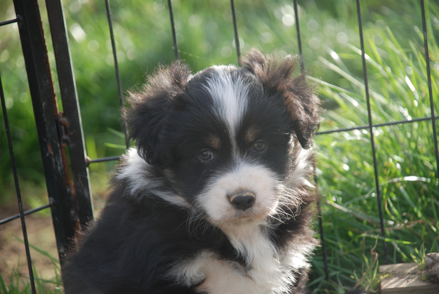 du Domaine des Trois Mas - Chiots disponibles - Berger Américain Miniature 