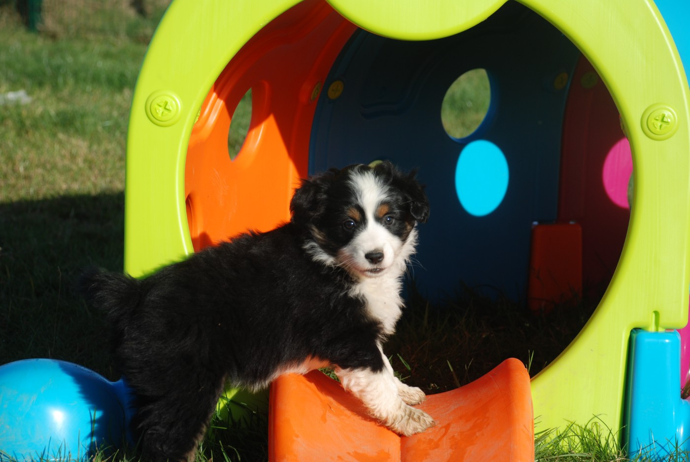 du Domaine des Trois Mas - Chiots disponibles - Berger Américain Miniature 