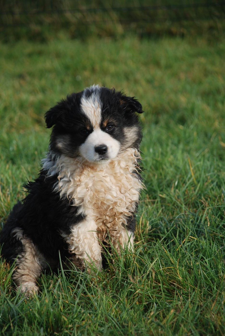 du Domaine des Trois Mas - Chiots disponibles - Berger Américain Miniature 