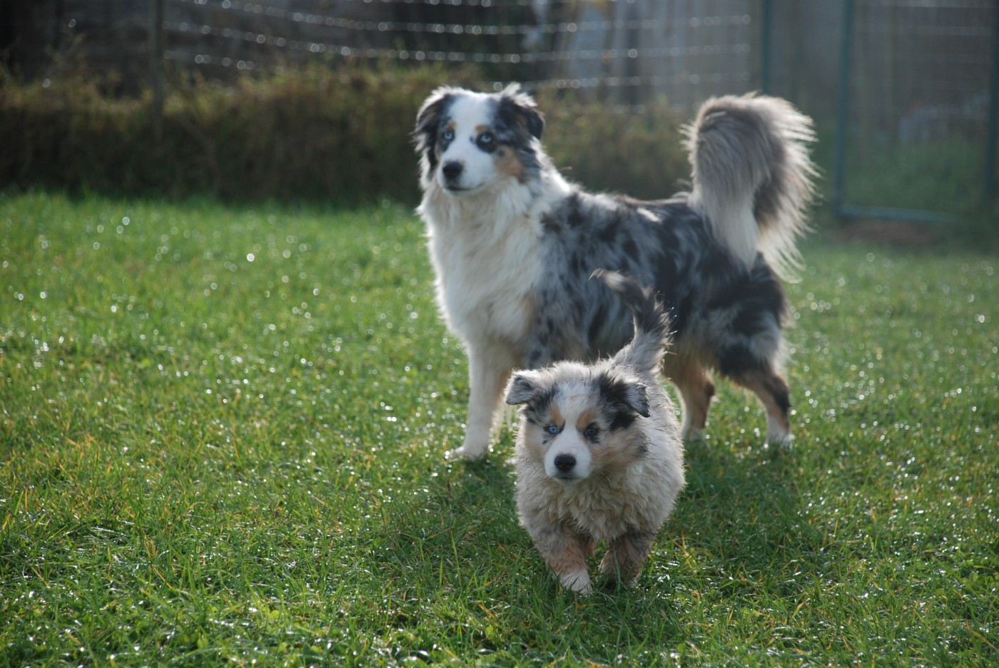 du Domaine des Trois Mas - Chiots disponibles - Berger Américain Miniature 