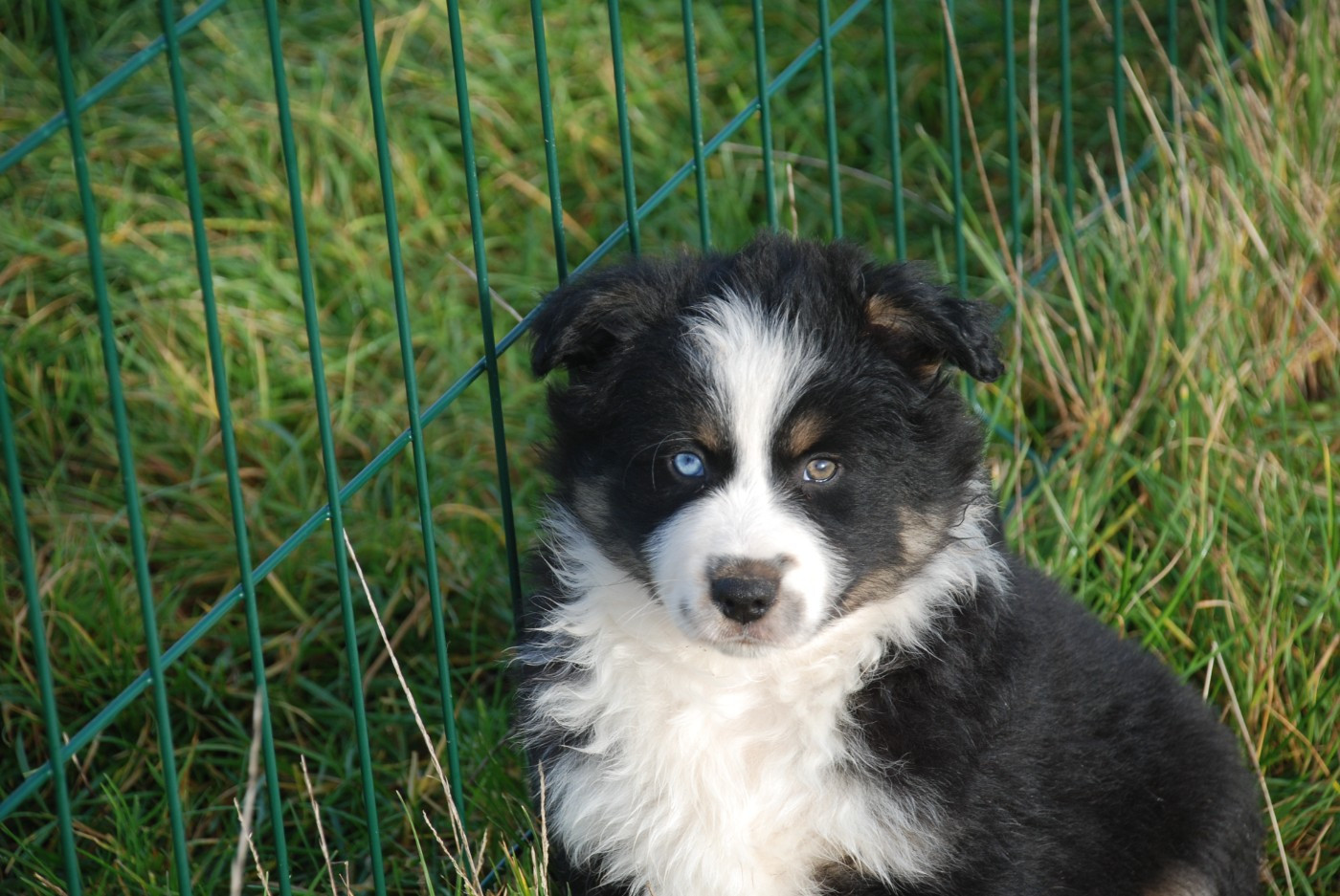 du Domaine des Trois Mas - Chiots disponibles - Berger Américain Miniature 