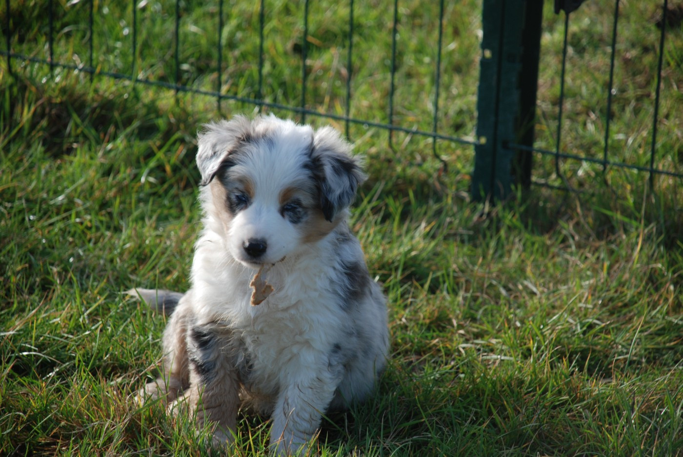du Domaine des Trois Mas - Chiots disponibles - Berger Américain Miniature 