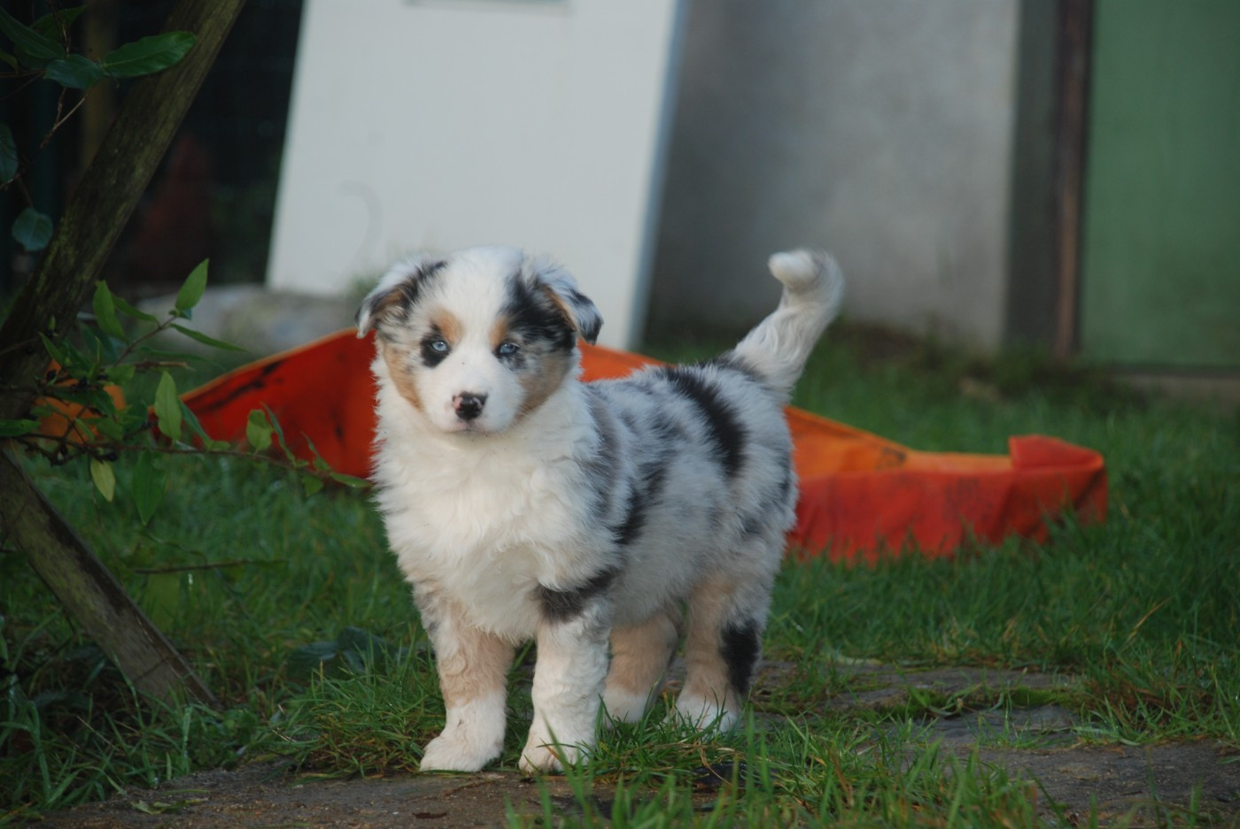 du Domaine des Trois Mas - Chiots disponibles - Berger Américain Miniature 