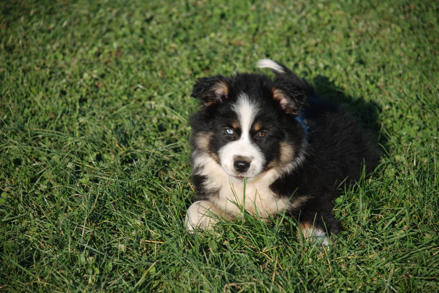 du Domaine des Trois Mas - Chiots disponibles - Berger Américain Miniature 