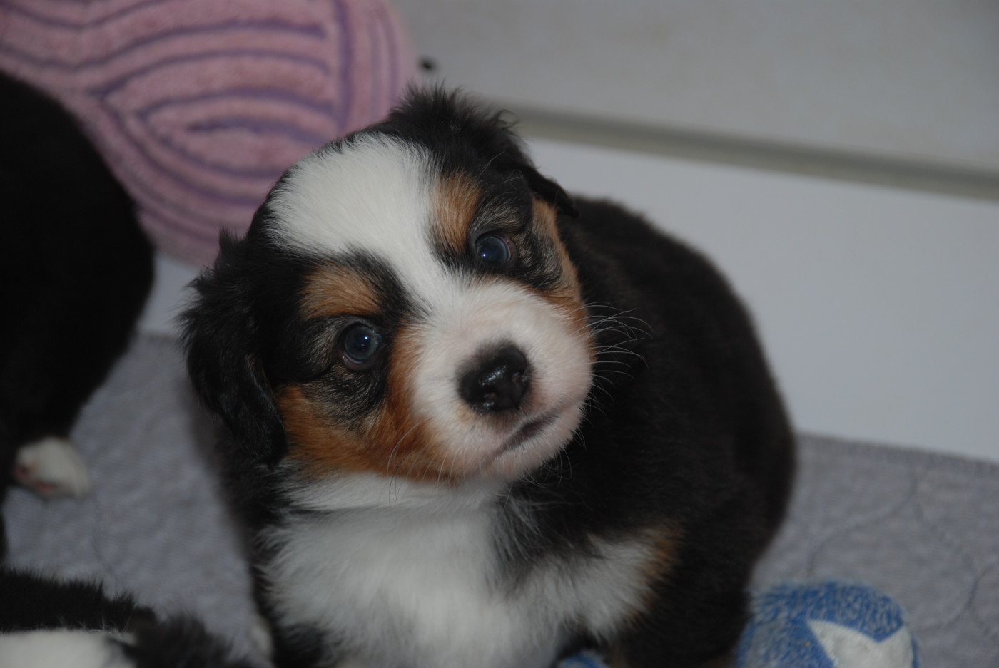 du Domaine des Trois Mas - Chiots disponibles - Berger Américain Miniature 