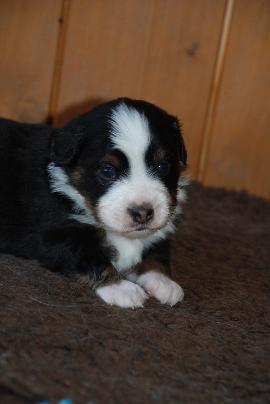 du Domaine des Trois Mas - Chiots disponibles - Berger Américain Miniature 