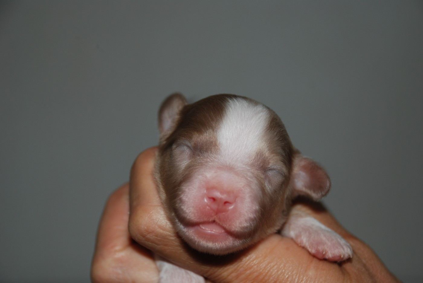 du Domaine des Trois Mas - Chiots disponibles - Berger Américain Miniature 