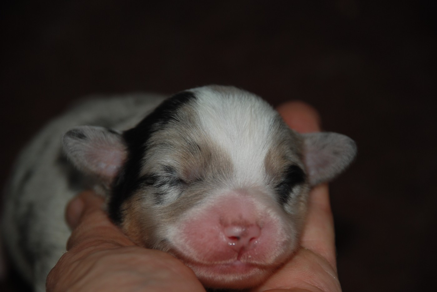 du Domaine des Trois Mas - Chiots disponibles - Berger Américain Miniature 