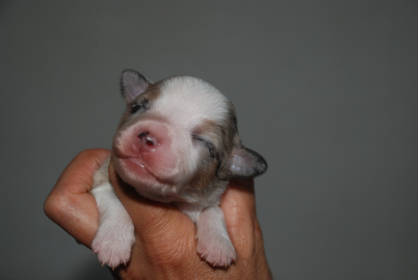 du Domaine des Trois Mas - Chiots disponibles - Berger Américain Miniature 