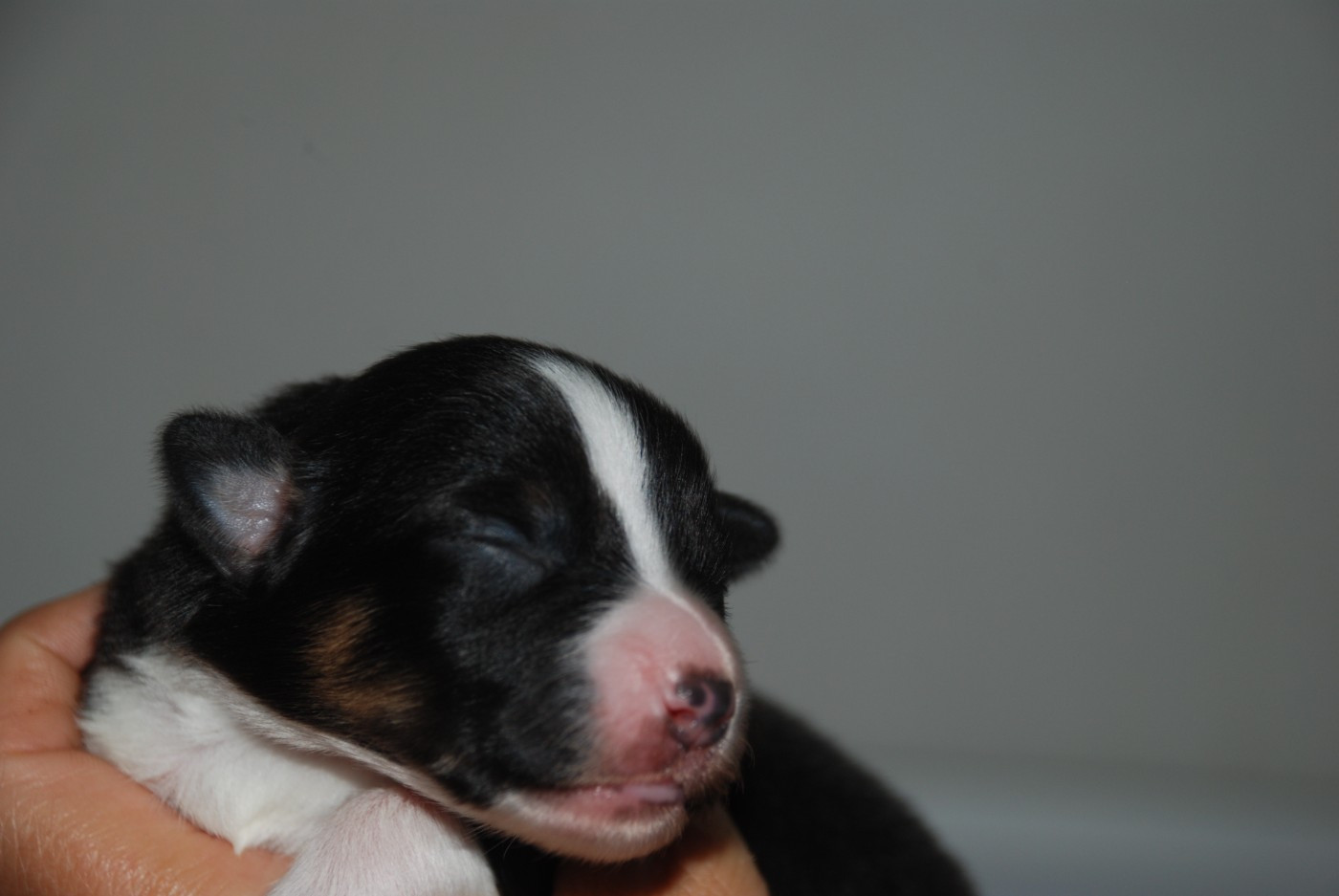 du Domaine des Trois Mas - Chiots disponibles - Berger Américain Miniature 