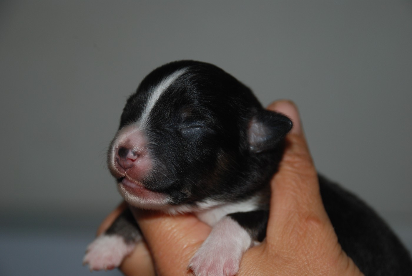 du Domaine des Trois Mas - Chiots disponibles - Berger Américain Miniature 