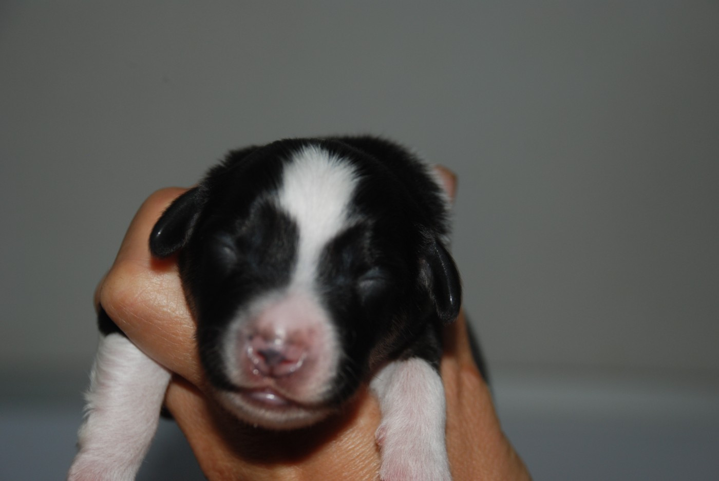 du Domaine des Trois Mas - Chiots disponibles - Berger Américain Miniature 