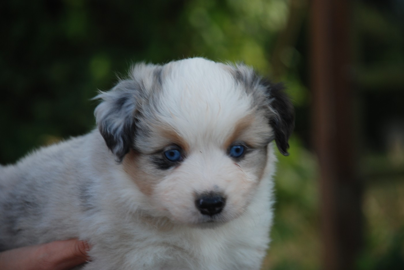 du Domaine des Trois Mas - Chiots disponibles - Berger Américain Miniature 