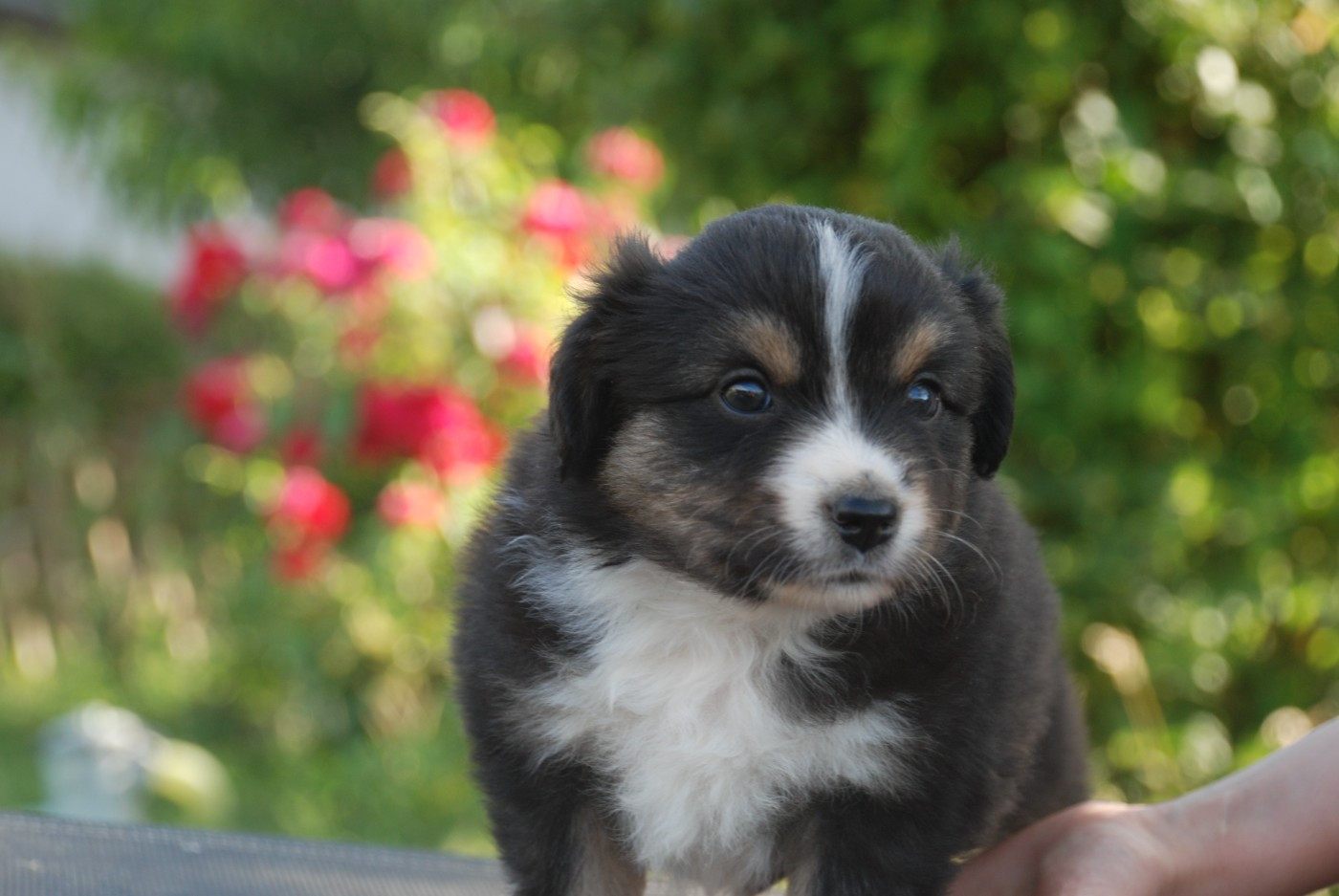 du Domaine des Trois Mas - Chiots disponibles - Berger Américain Miniature 