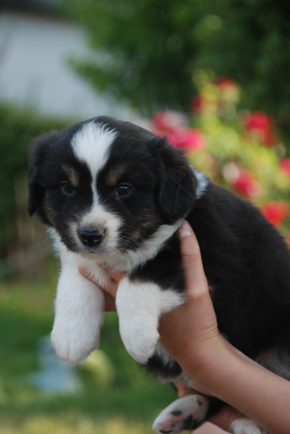 du Domaine des Trois Mas - Chiots disponibles - Berger Américain Miniature 