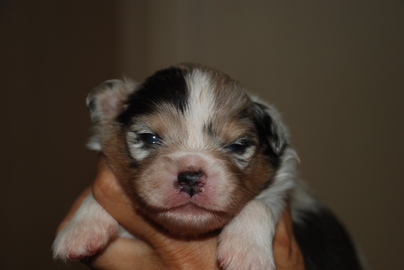 du Domaine des Trois Mas - Chiots disponibles - Berger Américain Miniature 