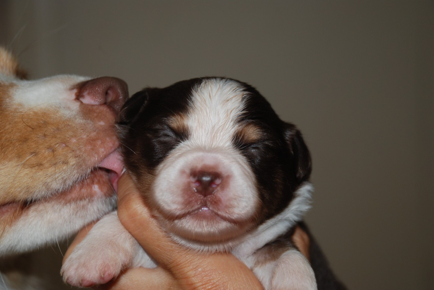 du Domaine des Trois Mas - Chiots disponibles - Berger Américain Miniature 