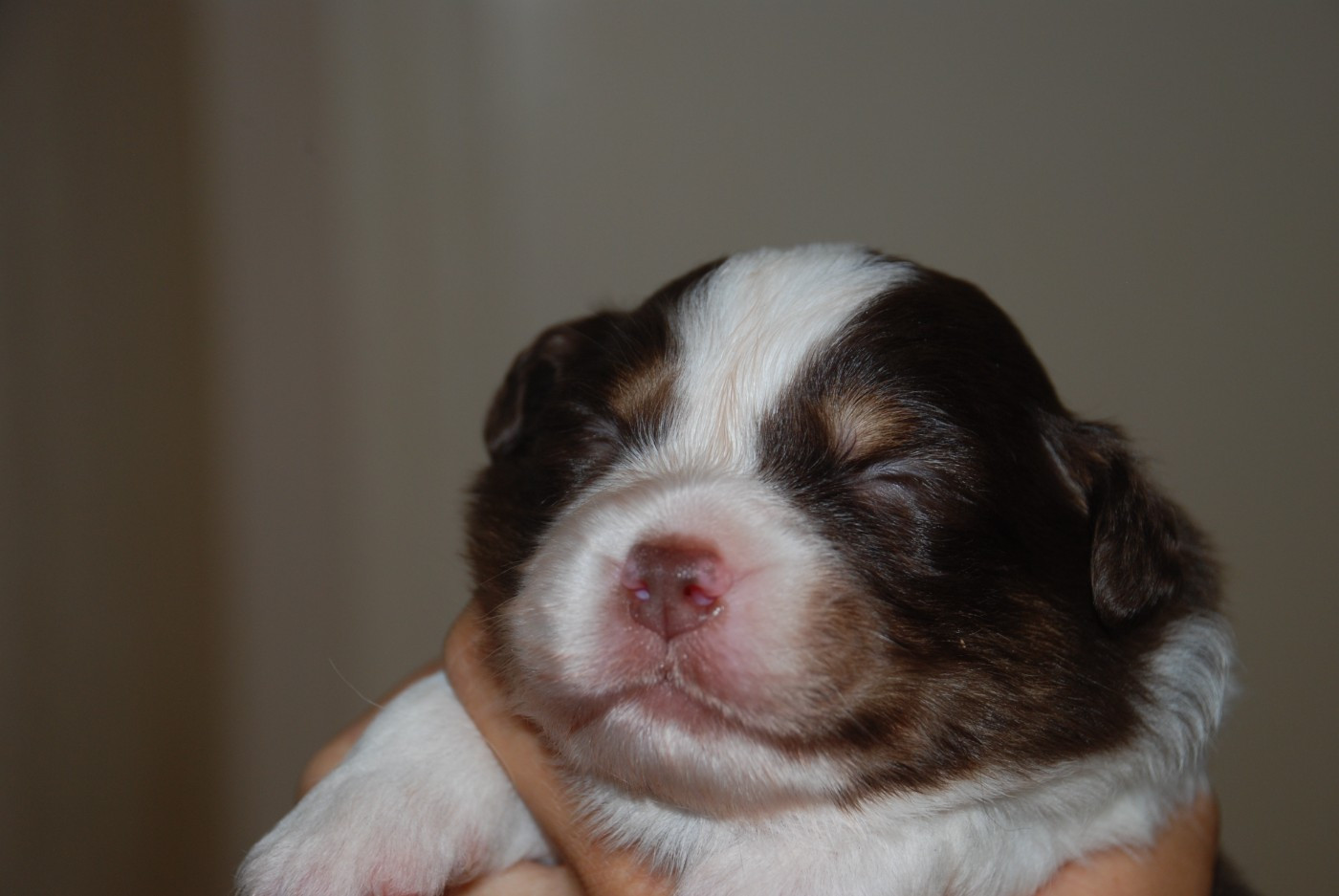 du Domaine des Trois Mas - Chiots disponibles - Berger Américain Miniature 