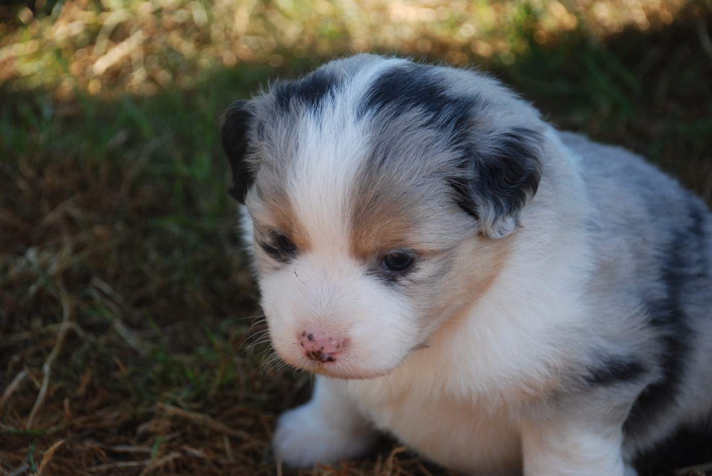 du Domaine des Trois Mas - Chiots disponibles - Berger Américain Miniature 