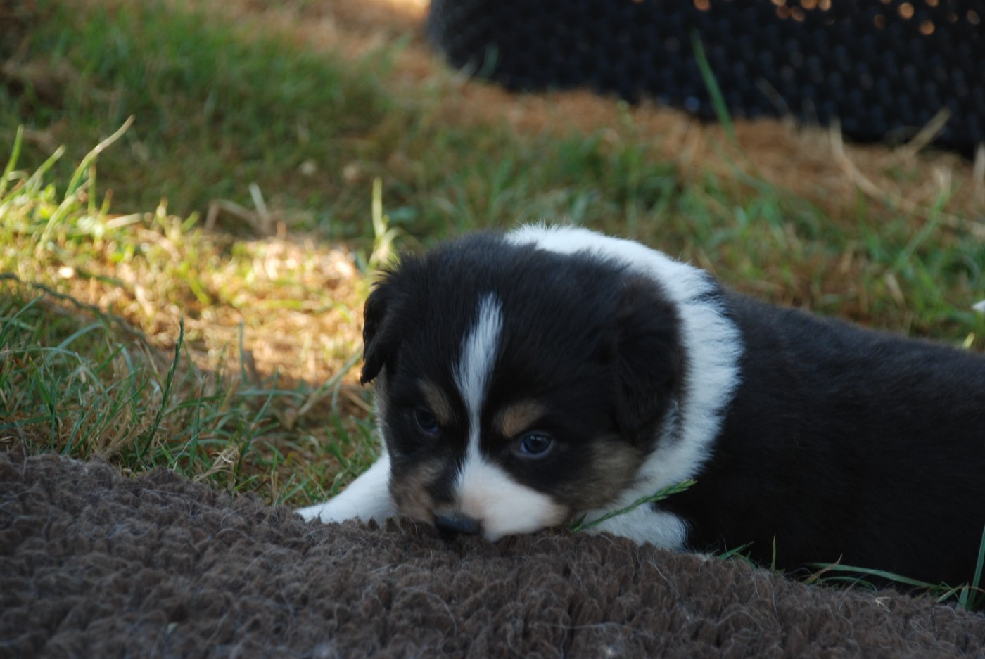 du Domaine des Trois Mas - Chiots disponibles - Berger Américain Miniature 