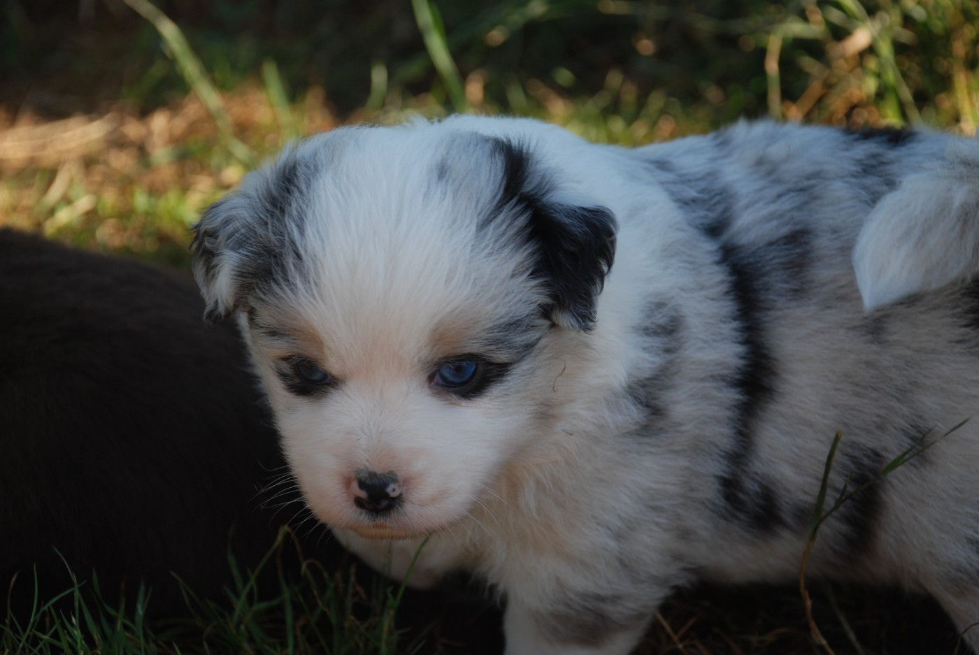 du Domaine des Trois Mas - Chiots disponibles - Berger Américain Miniature 