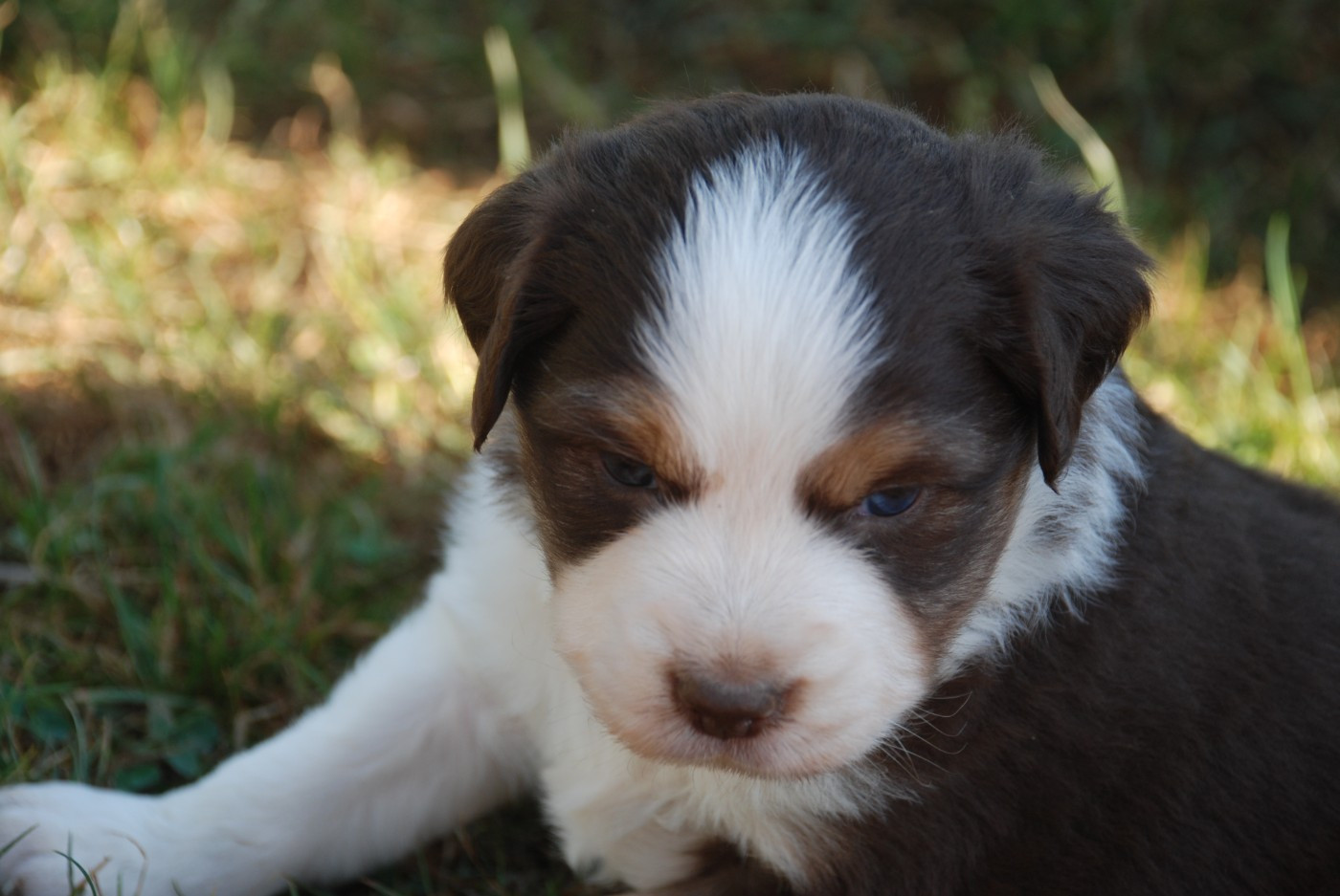 du Domaine des Trois Mas - Chiots disponibles - Berger Américain Miniature 