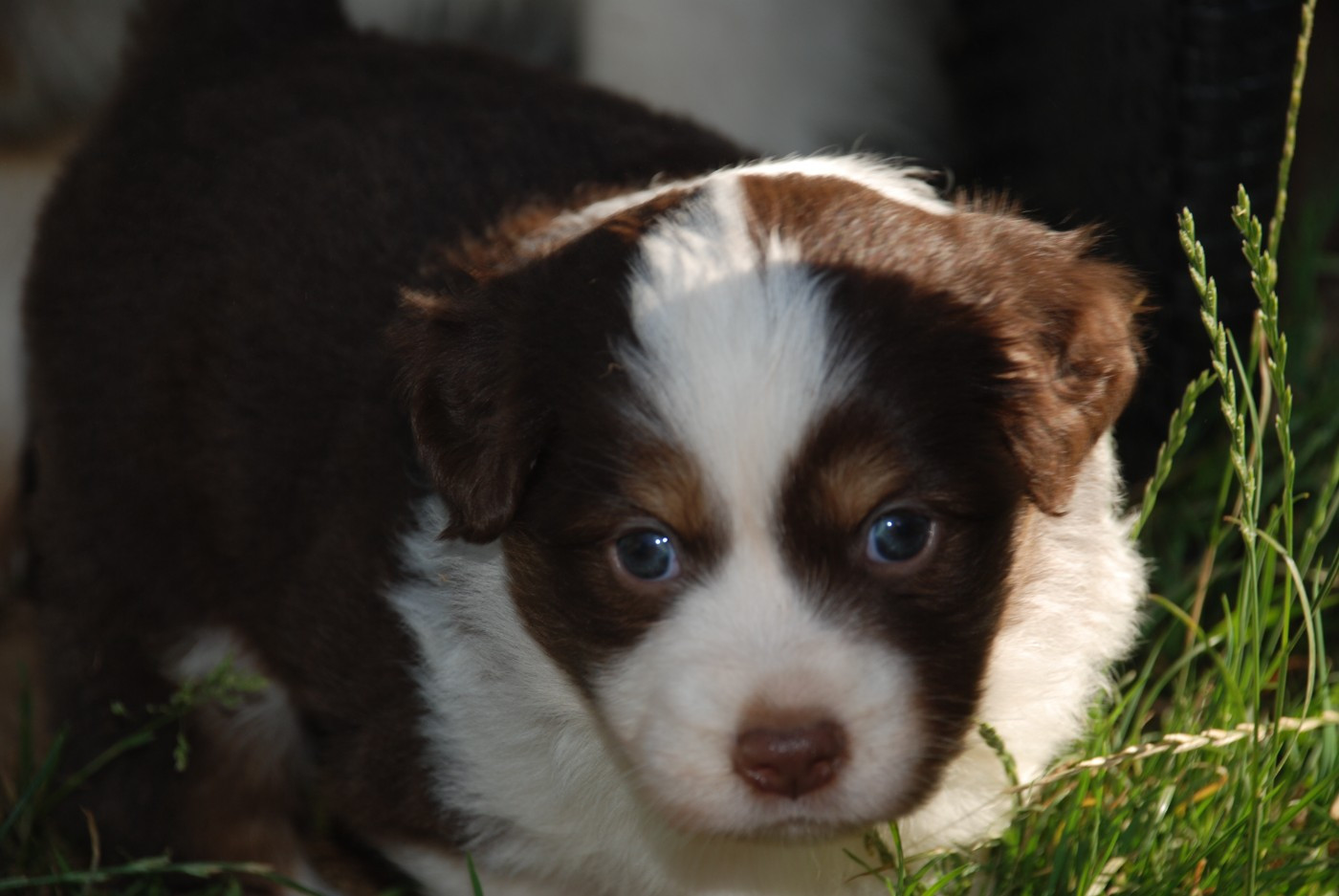 du Domaine des Trois Mas - Chiots disponibles - Berger Américain Miniature 