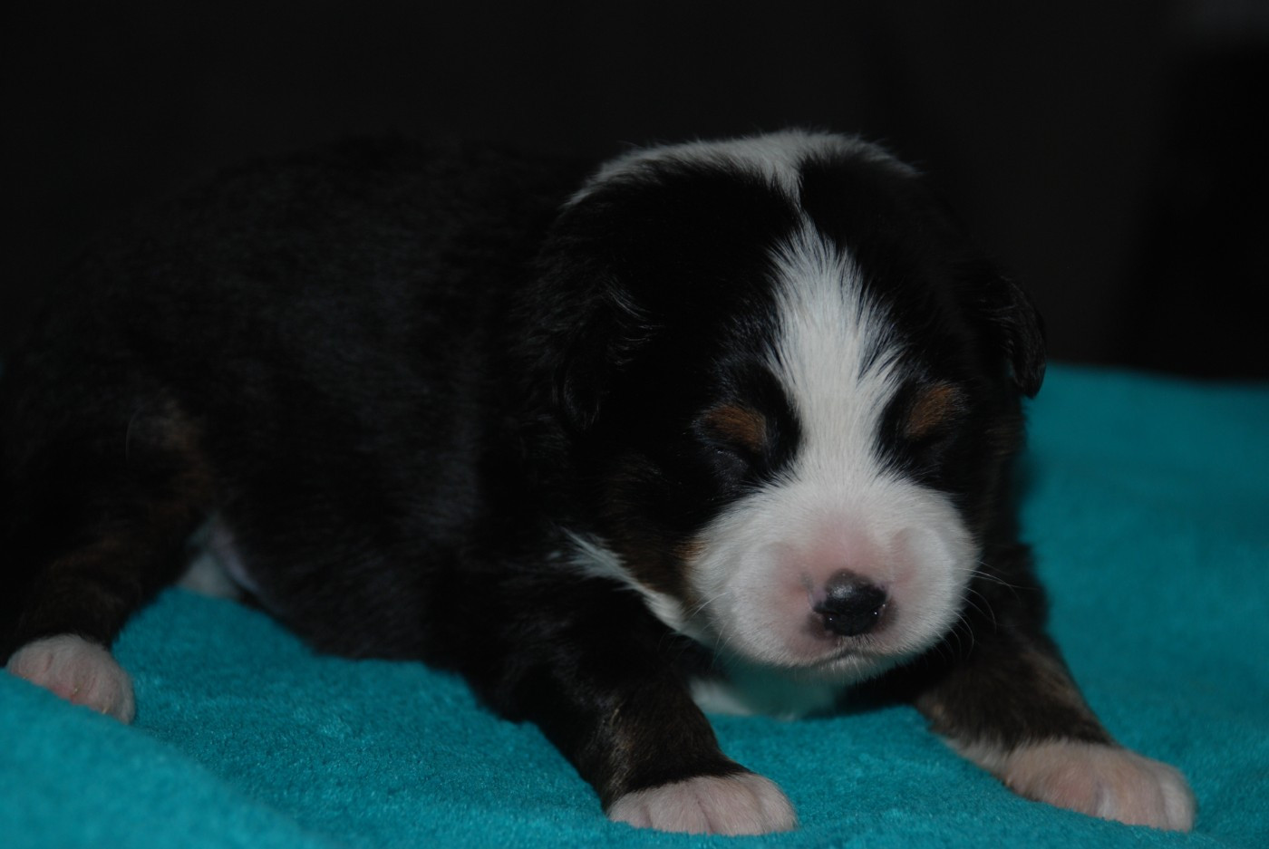 du Domaine des Trois Mas - Chiots disponibles - Berger Américain Miniature 