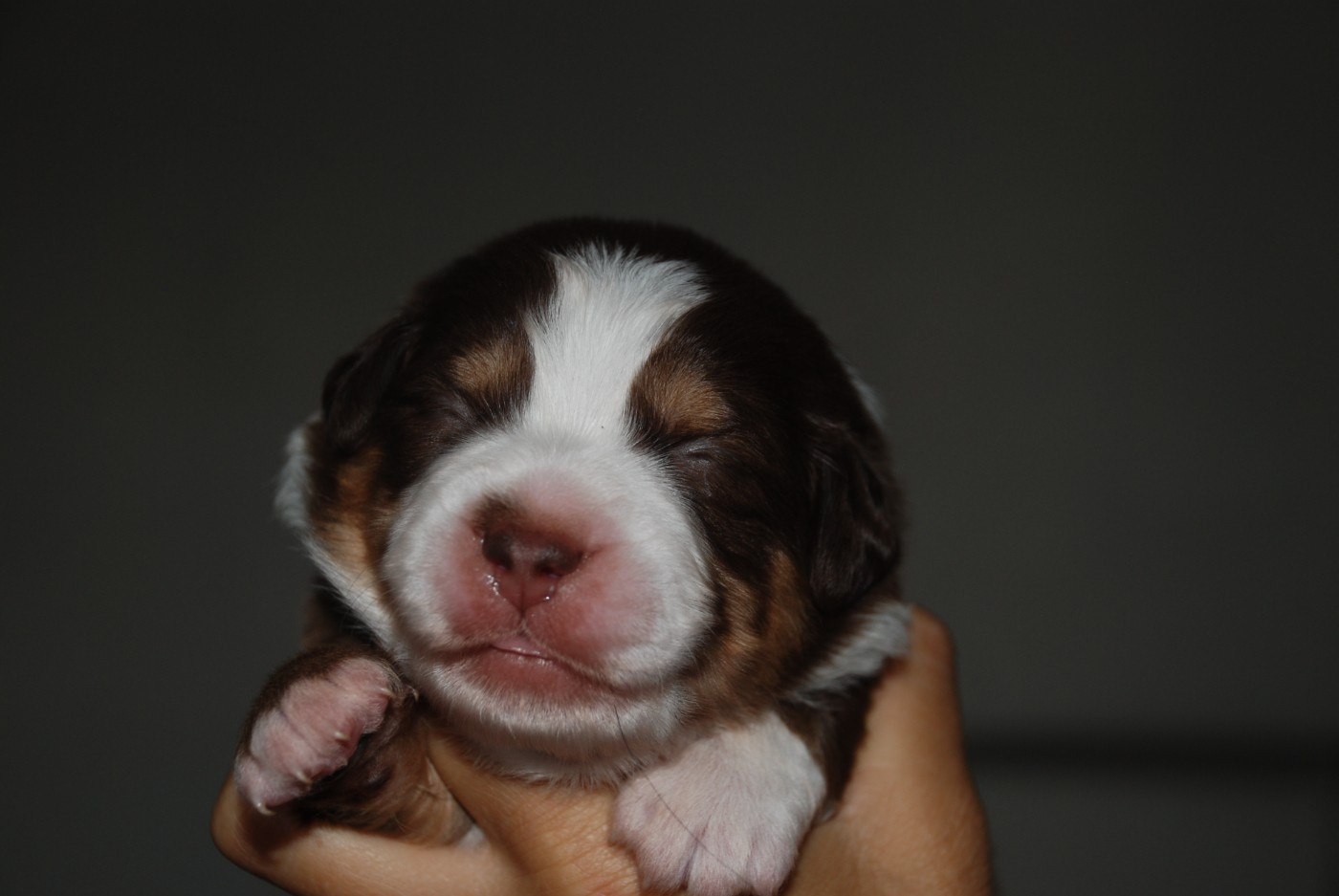 du Domaine des Trois Mas - Chiots disponibles - Berger Américain Miniature 