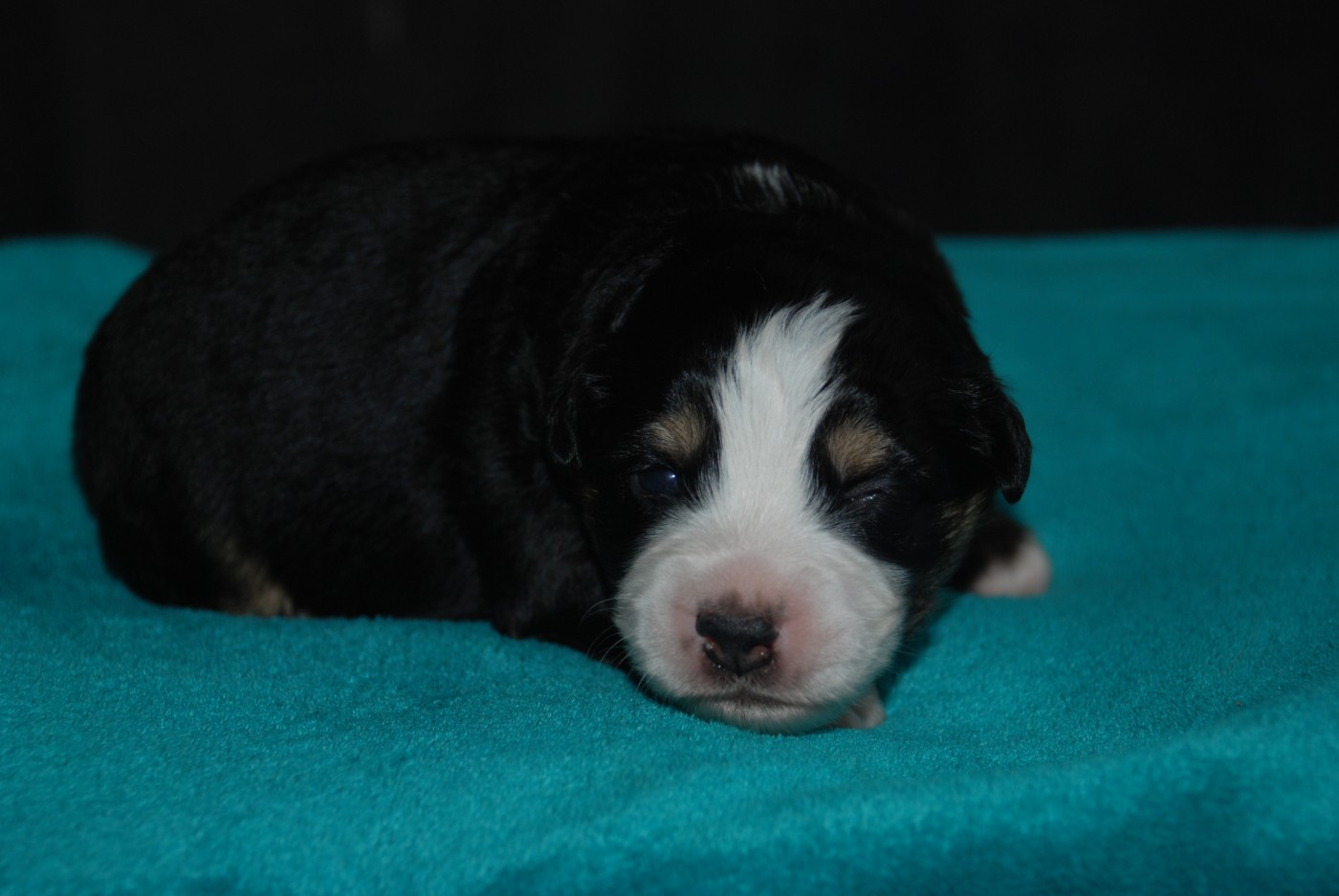 du Domaine des Trois Mas - Chiots disponibles - Berger Américain Miniature 