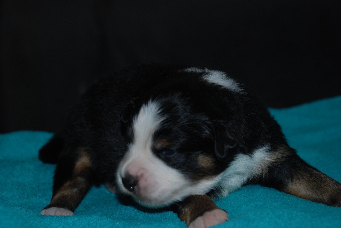 du Domaine des Trois Mas - Chiots disponibles - Berger Américain Miniature 