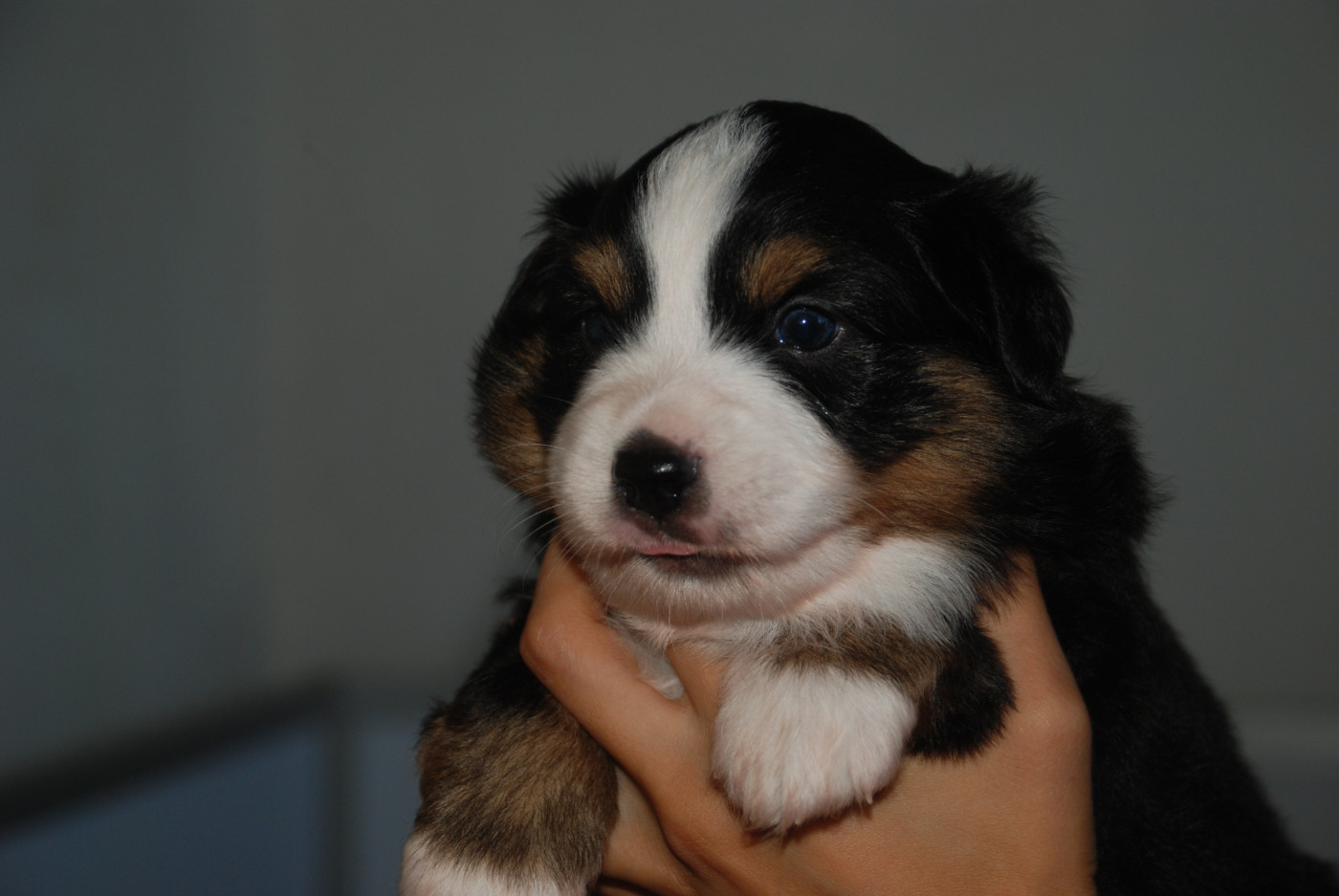 du Domaine des Trois Mas - Chiots disponibles - Berger Américain Miniature 