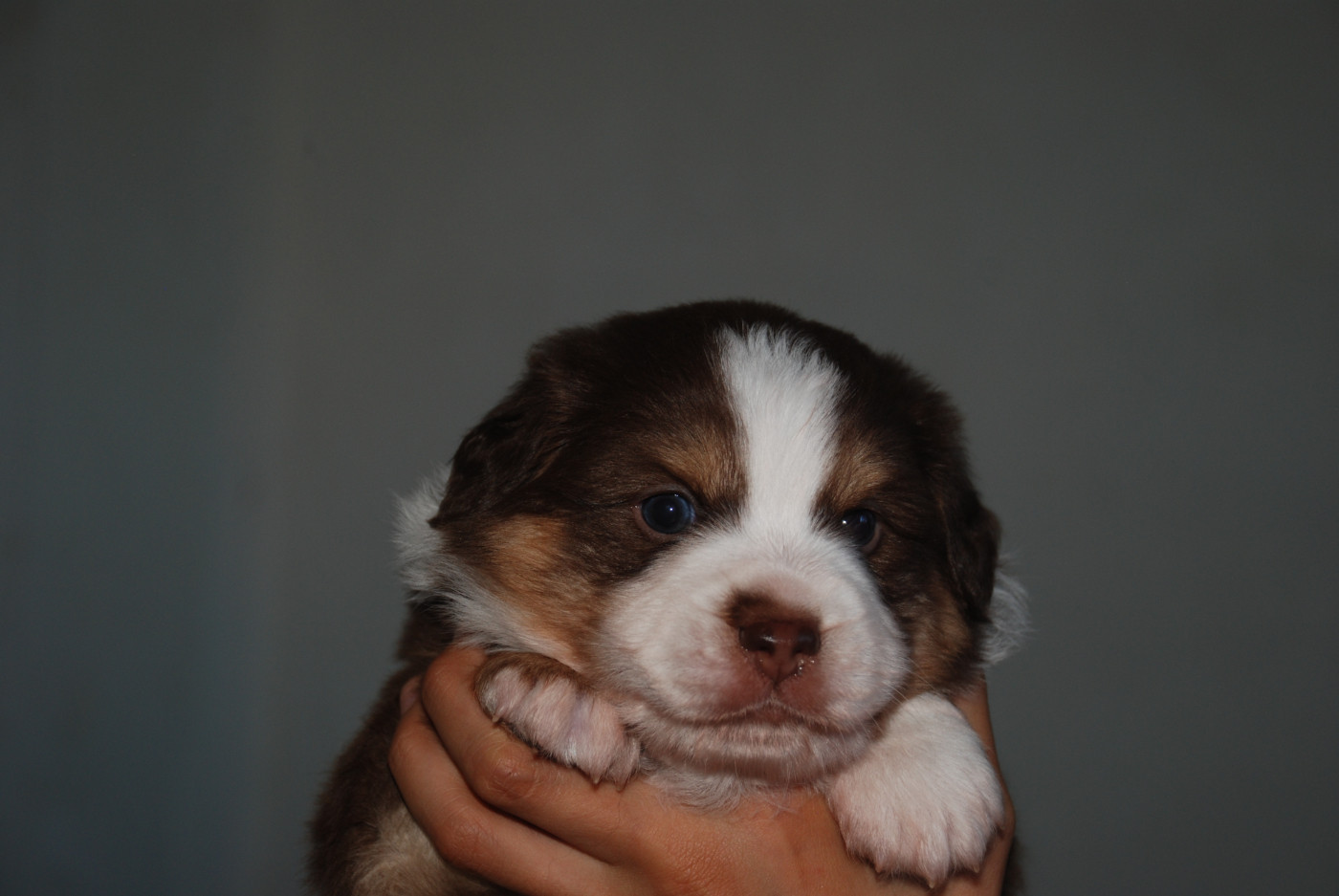 du Domaine des Trois Mas - Chiots disponibles - Berger Américain Miniature 