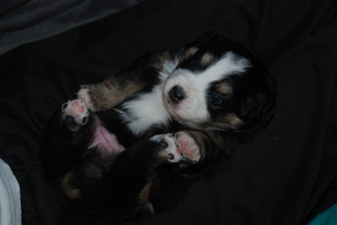 du Domaine des Trois Mas - Chiots disponibles - Berger Américain Miniature 