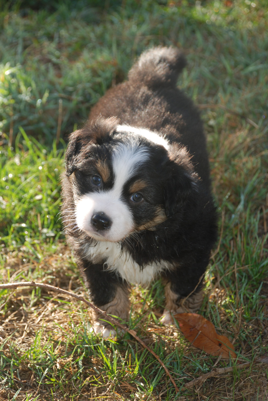 du Domaine des Trois Mas - Chiots disponibles - Berger Américain Miniature 