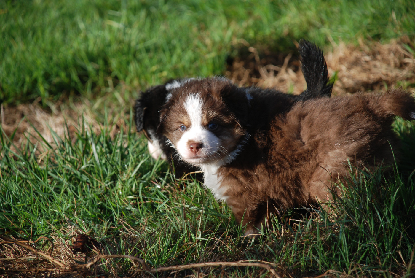 du Domaine des Trois Mas - Chiots disponibles - Berger Américain Miniature 
