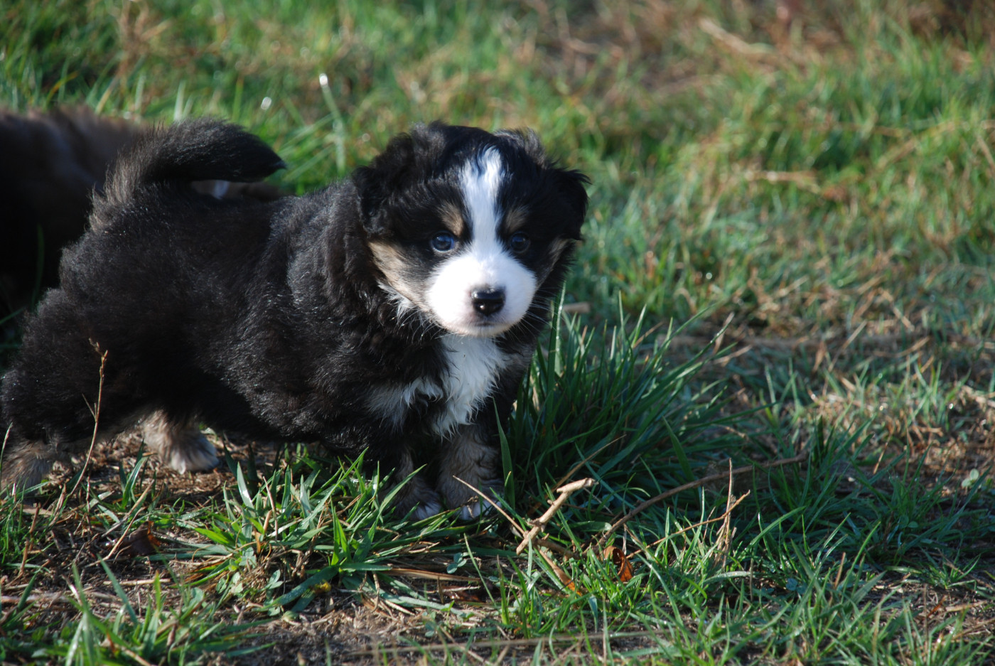 du Domaine des Trois Mas - Chiots disponibles - Berger Américain Miniature 