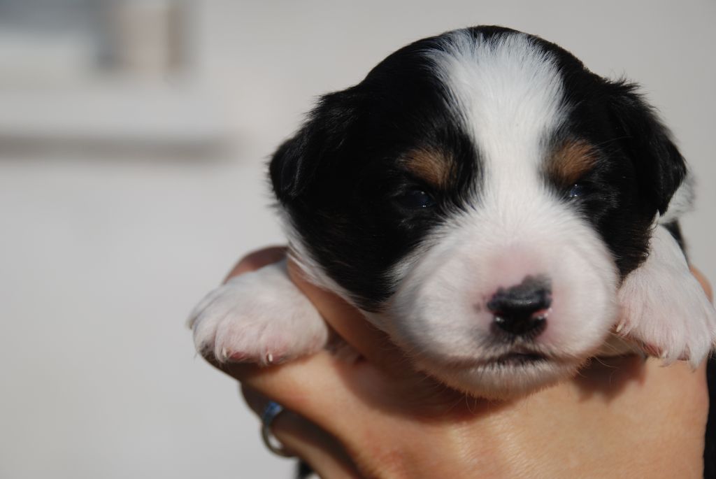 du Domaine des Trois Mas - Chiots disponibles - Berger Américain Miniature 