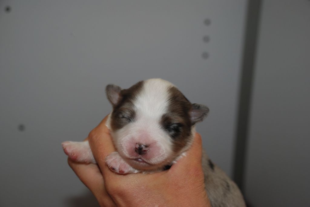 du Domaine des Trois Mas - Chiots disponibles - Berger Américain Miniature 